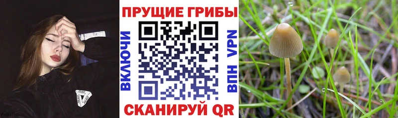блэк спрут как зайти  Курган  Галлюциногенные грибы Psilocybe 